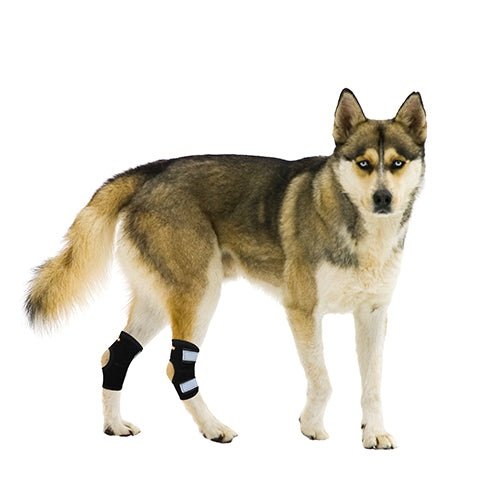 NeoAlly Rear Leg Hock Brace - Metal Spring Strips for Small Dogs [Short Version] (Pair)