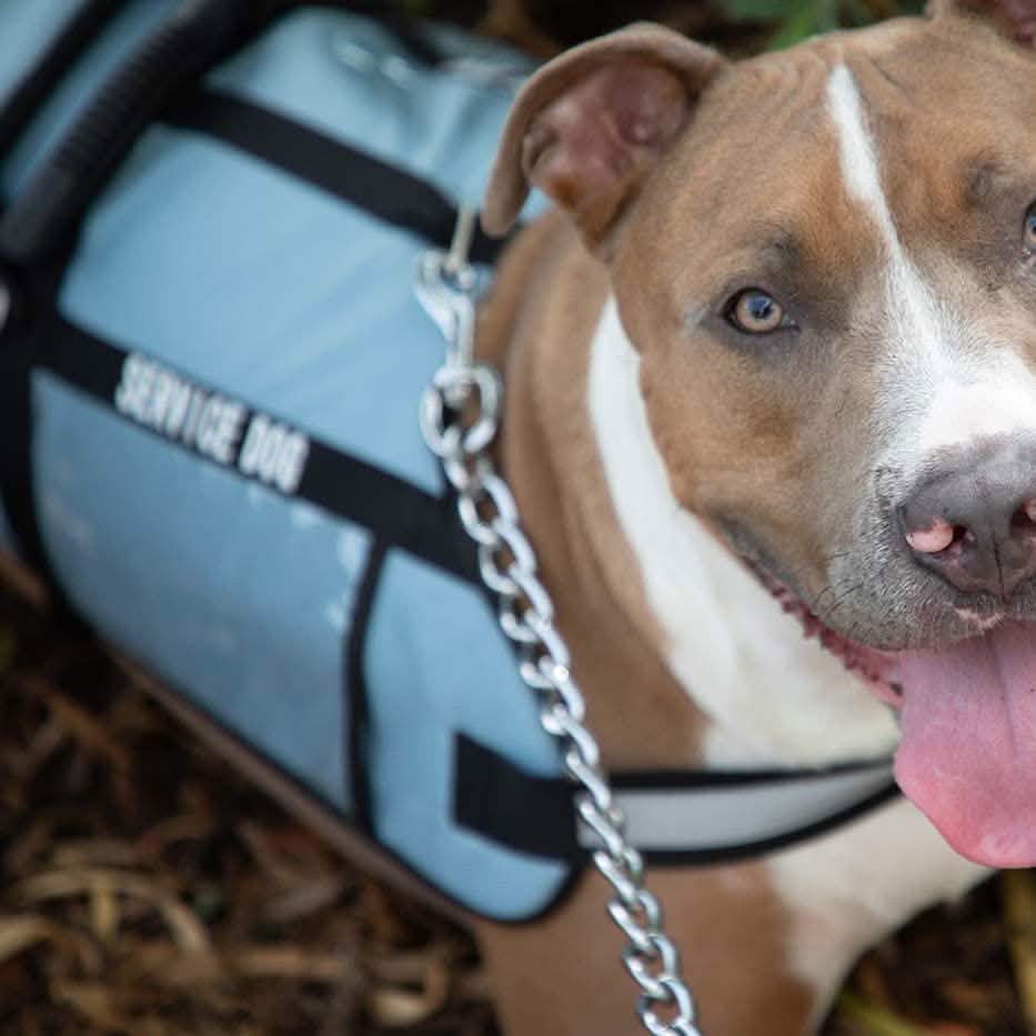 Service Dog Jacket